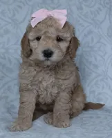 Kiki, a female Miniature Goldendoodle for sale in Millersburg, OH – Photo 1 of 3