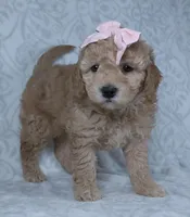 Kiki, a female Miniature Goldendoodle for sale in Millersburg, OH – Photo 3 of 3