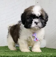 Denzel, a male Shih Tzu for sale in Millersburg, OH – 4 of 5