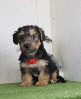 Parker, a male Bichon Frise and Yorkshire Terrier for sale in Millersburg, OH – 3 of 4