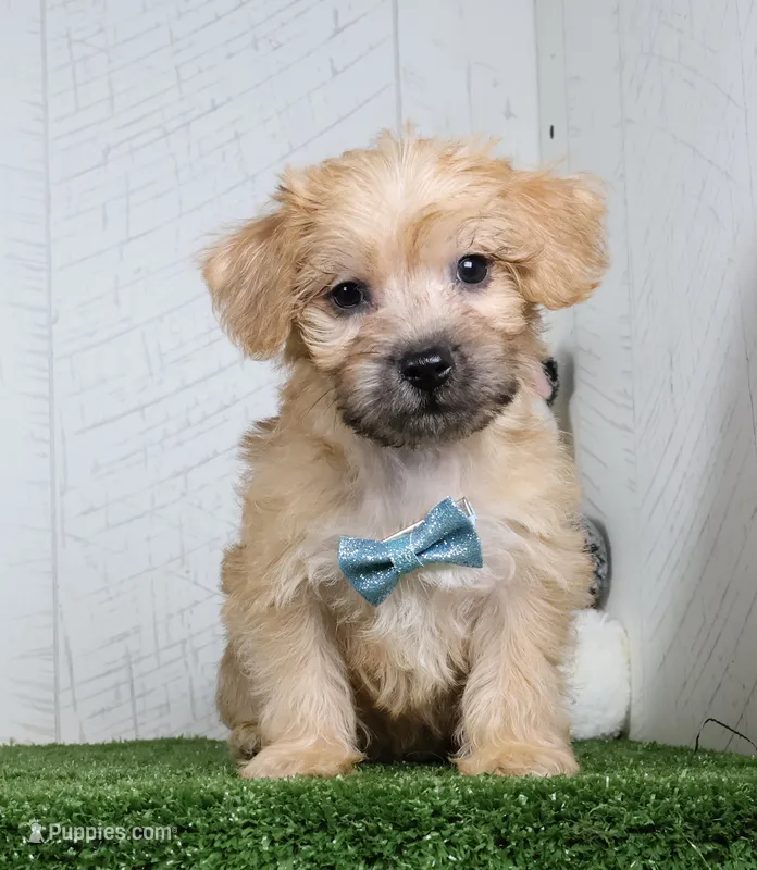 Bowser – Bichon Frise, Yorkshire Terrier puppy for sale in Millersburg, OH