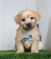 Bowser, a male Bichon Frise and Yorkshire Terrier for sale in Millersburg, OH – 1 of 4