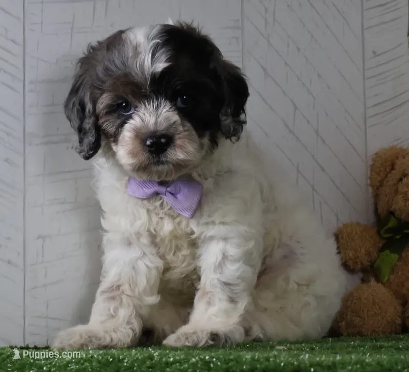 Winston – Cockapoo puppy for sale in Millersburg, OH