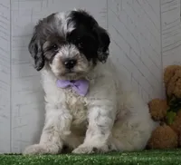 Winston, a male Cockapoo for sale in Millersburg, OH – 1 of 4