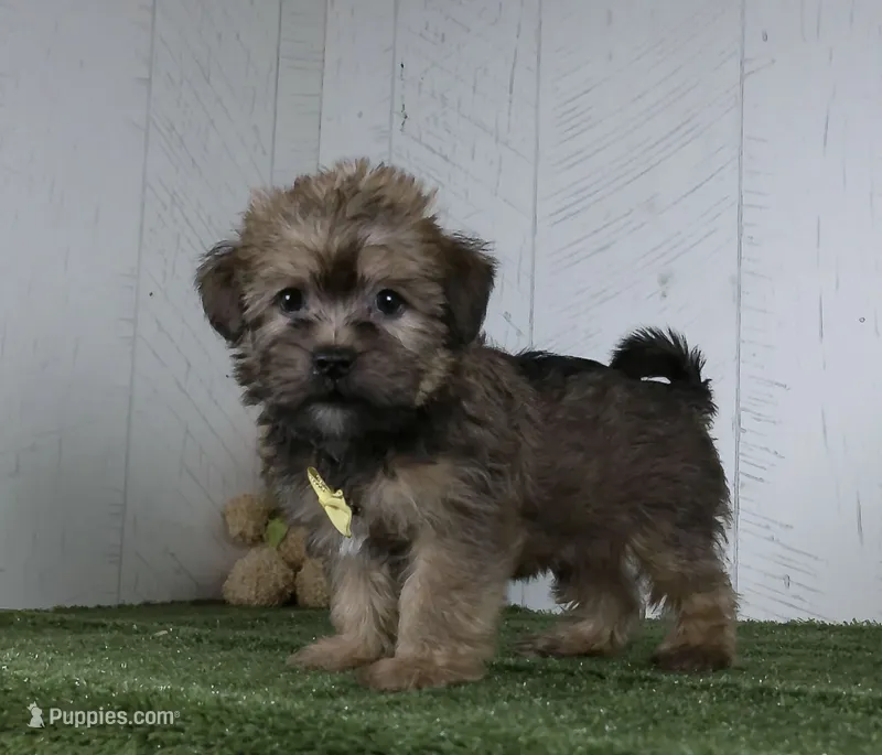 Arnie – Shorkie puppy for sale in Millersburg, OH