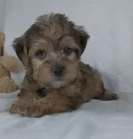 Kaleb, a male Yorkipoo for sale in Millersburg, OH – 2 of 4