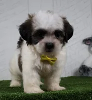 Justin, a male Shih Tzu for sale in Millersburg, OH – 5 of 5