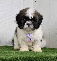 Denzel, a male Shih Tzu for sale in Millersburg, OH – 5 of 5