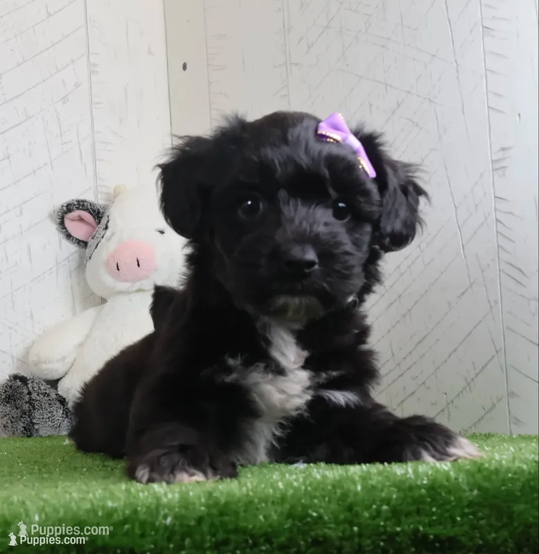 Penny – Bichon Frise, Yorkshire Terrier puppy for sale in Millersburg, OH