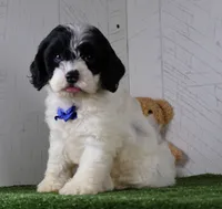 Chip, a male Cockapoo for sale in Millersburg, OH – 2 of 3