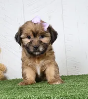 Meadow, a female Shih Tzu and Yorkshire Terrier for sale in Millersburg, OH – 3 of 5