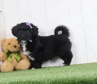 Penny, a female Bichon Frise and Yorkshire Terrier for sale in Millersburg, OH – 4 of 5