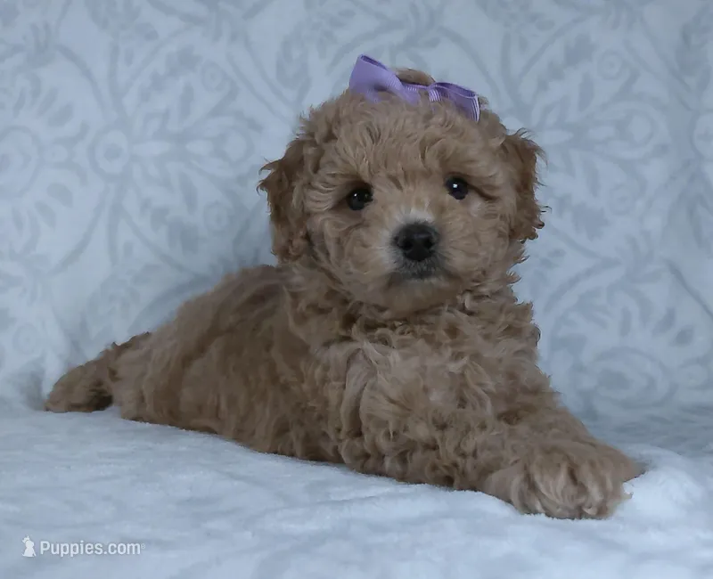 Karla – Miniature Goldendoodle puppy for sale in Millersburg, OH