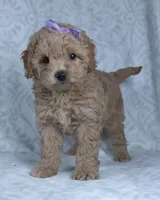 Karla, a female Miniature Goldendoodle for sale in Millersburg, OH – Photo 6 of 7