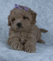 Karla, a female Miniature Goldendoodle for sale in Millersburg, OH – Photo 4 of 7