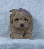 Karla, a female Miniature Goldendoodle for sale in Millersburg, OH – Photo 2 of 7