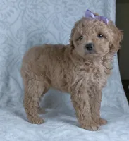 Karla, a female Miniature Goldendoodle for sale in Millersburg, OH – Photo 7 of 7