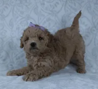 Karla, a female Miniature Goldendoodle for sale in Millersburg, OH – Photo 5 of 7