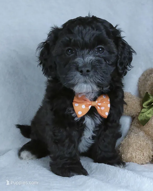 Oreo – Shihpoo puppy for sale in Millersburg, OH
