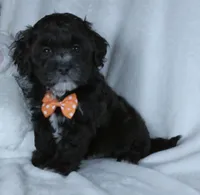 Oreo, a male Shihpoo for sale in Millersburg, OH – Photo 3 of 5