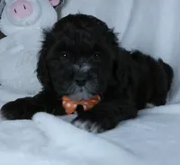 Oreo, a male Shihpoo for sale in Millersburg, OH – Photo 2 of 5