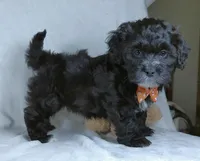 Oreo, a male Shihpoo for sale in Millersburg, OH – Photo 5 of 5