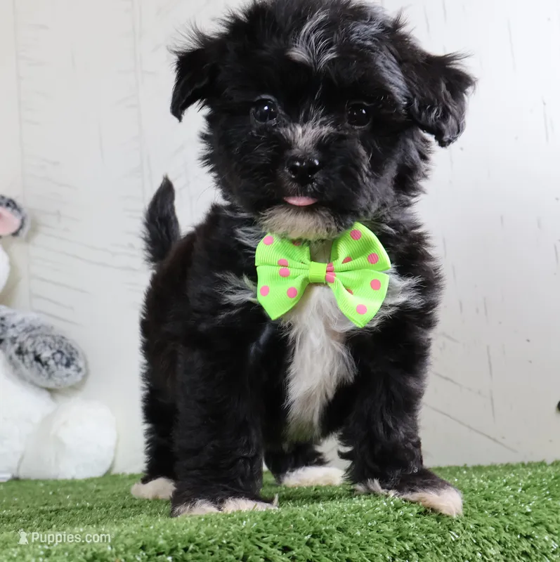 Carson – Bichon Frise, Shih Tzu puppy for sale in Millersburg, OH
