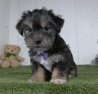 Earl, a male Shorkie for sale in Millersburg, OH – 3 of 3