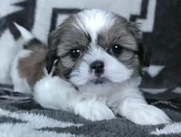 Alex, a male Shih Tzu for sale in Millersburg, OH – Photo 6 of 6