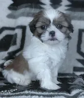 Alex, a male Shih Tzu for sale in Millersburg, OH – Photo 1 of 6