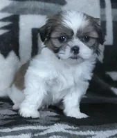 Alex, a male Shih Tzu for sale in Millersburg, OH – Photo 4 of 6