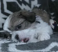 Alex, a male Shih Tzu for sale in Millersburg, OH – Photo 5 of 6