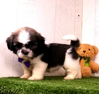 Cooper, a male Shih Tzu for sale in Millersburg, OH – 4 of 4