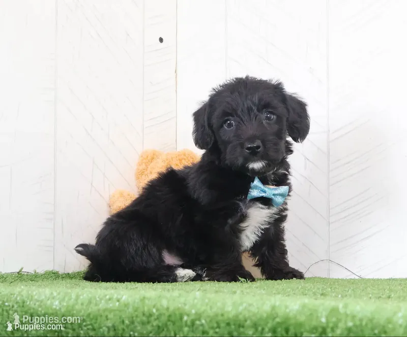 pepper – Bichon Frise, Yorkshire Terrier puppy for sale in Millersburg, OH