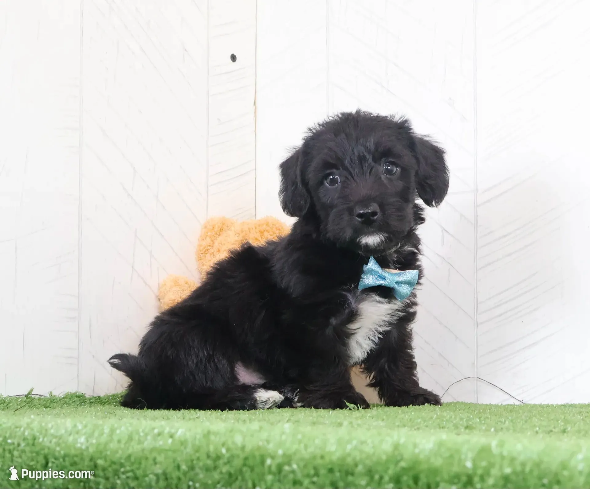 pepper, a male Bichon Frise and Yorkshire Terrier for sale in Millersburg, OH – 1 of 3