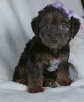 Remi, a female Yorkipoo for sale in Millersburg, OH – 4 of 4