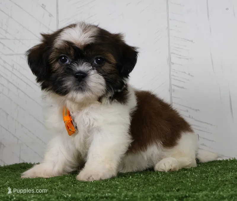 Patrick – Shih Tzu puppy for sale in Millersburg, OH