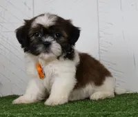 Patrick, a male Shih Tzu for sale in Millersburg, OH – 1 of 3