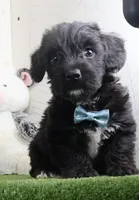 pepper, a male Bichon Frise and Yorkshire Terrier for sale in Millersburg, OH – 2 of 3