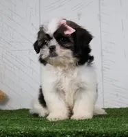 Dolly, a female Shih Tzu for sale in Millersburg, OH – 4 of 5