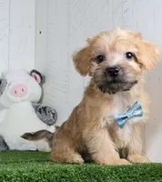 Bowser, a male Bichon Frise and Yorkshire Terrier for sale in Millersburg, OH – 2 of 4