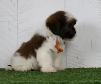 Patrick, a male Shih Tzu for sale in Millersburg, OH – 2 of 3