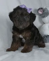 Remi, a female Yorkipoo for sale in Millersburg, OH – 1 of 4