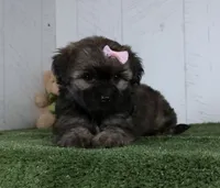 Lizzie, a male Shorkie for sale in Millersburg, OH – 2 of 4