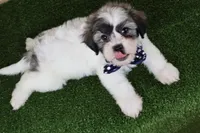 Bryan, a male Bichon Frise and Shih Tzu for sale in Millersburg, OH – 4 of 5