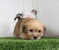Waylon, a male Shih Tzu and Yorkshire Terrier for sale in Millersburg, OH – 4 of 5
