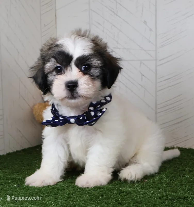 Bryan – Bichon Frise, Shih Tzu puppy for sale in Millersburg, OH