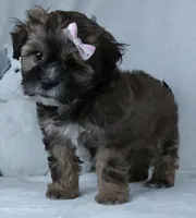 Carmel, a female Shihpoo for sale in Millersburg, OH – Photo 2 of 4