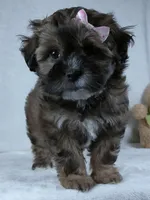 Carmel, a female Shihpoo for sale in Millersburg, OH – Photo 3 of 4