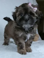 Carmel, a female Shihpoo for sale in Millersburg, OH – Photo 4 of 4
